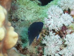 Pomacentrus trichrourus