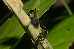 Odontomachus haematodus