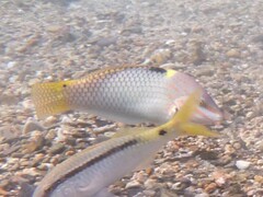 Halichoeres hortulanus