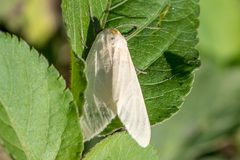 Pareuchaetes pseudoinsulata