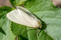 Pareuchaetes pseudoinsulata