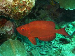Priacanthus hamrur