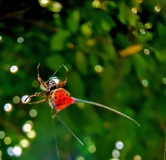 Macracantha arcuata