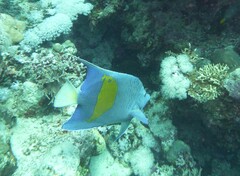 Pomacanthus maculosus