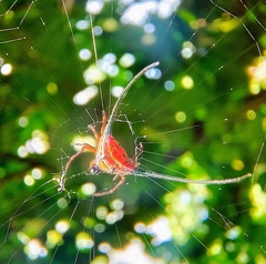 Macracantha arcuata