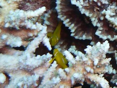 Gobiodon citrinus