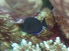 Acanthurus