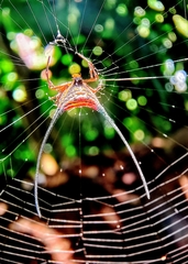Macracantha arcuata