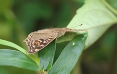 Junonia lemonias