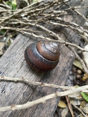 Sphaerospira fraseri