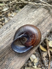 Sphaerospira fraseri