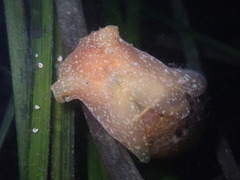 Bulla gouldiana