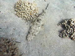 Papilloculiceps longiceps