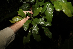 Beilschmiedia obtusifolia
