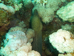 Gymnothorax javanicus