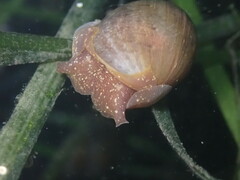 Bulla gouldiana