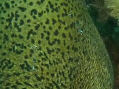 Ancylomenes longicarpus