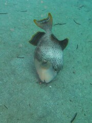 Pseudobalistes flavimarginatus