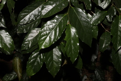 Alangium polyosmoides tomentosum