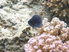 Pomacentrus trichrourus