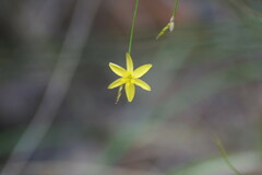 Tricoryne