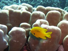 Pomacentrus sulfureus
