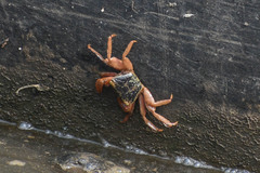 Metopograpsus