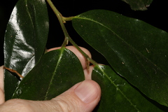 Alangium polyosmoides tomentosum