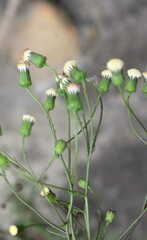 Senecio triqueter
