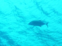 Caranx