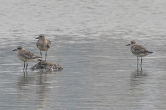 Pluvialis squatarola