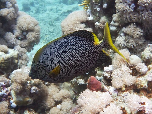 Brown-spotted rabbitfish (Siganus stellatus) — Siganidae — 2