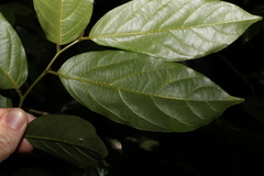 Alangium polyosmoides tomentosum