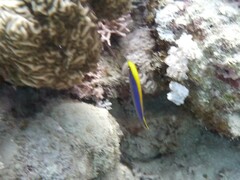 Pseudochromis flavivertex