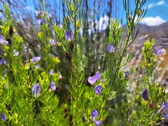 Psoralea laevigata