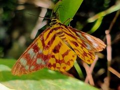 Dysphania subrepleta