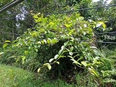 Ficus sagittata