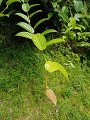 Ficus sagittata