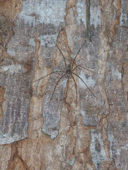 Pandercetes