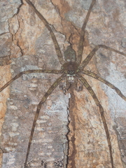 Pandercetes
