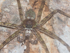 Pandercetes