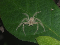 Heteropoda davidbowie