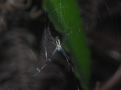 Argiope dang