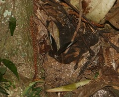 Heteronympha mirifica
