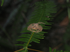 Heteropoda davidbowie