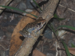 Pulchrana baramica