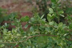 Securidaca longepedunculata