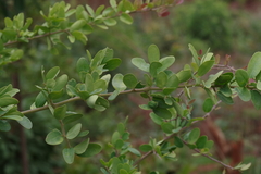 Securidaca longepedunculata