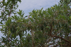 Terminalia brachystemma