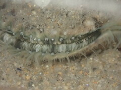 Argopecten ventricosus